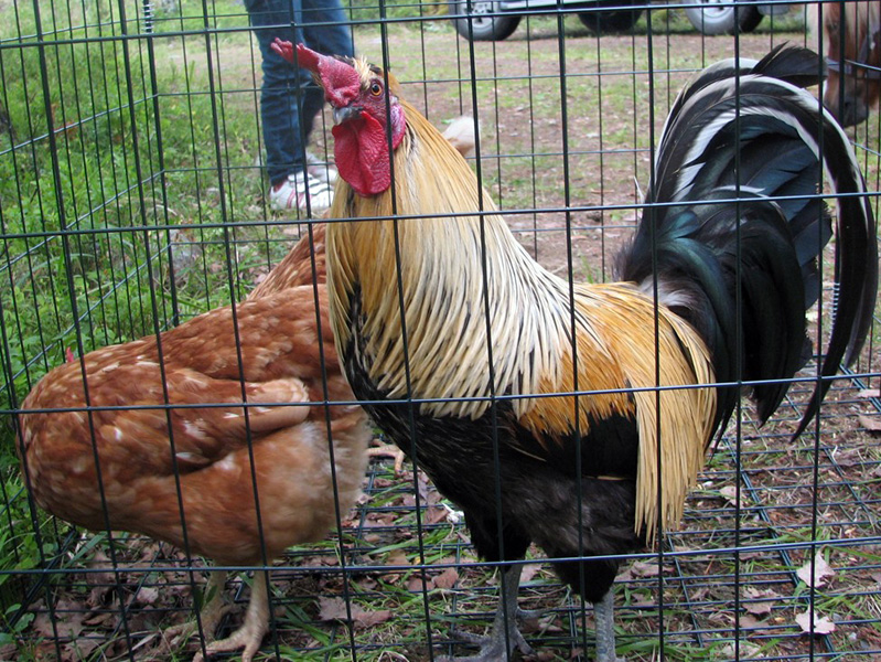 Kesäjuhlat 2013 Lasten tapahtumien tarkkailijat