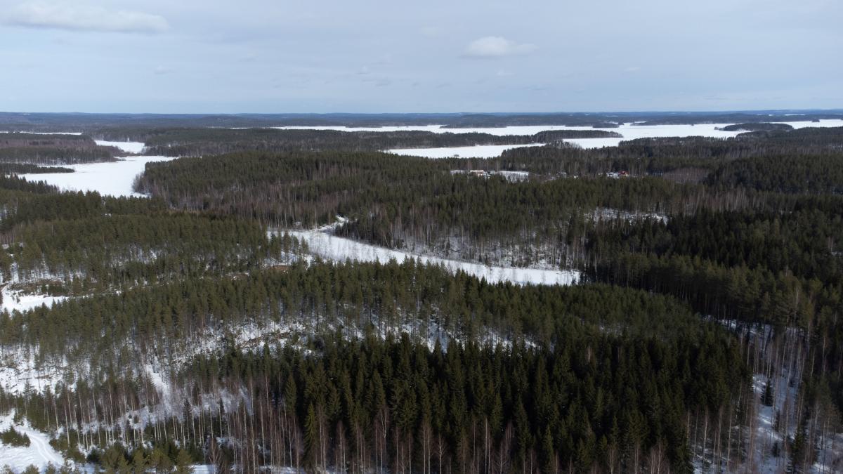 Jylhää metsämaisemaamaaliskuu 2025